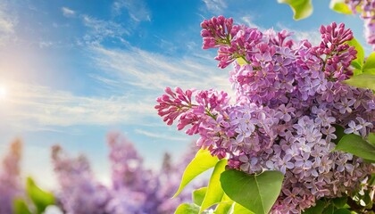 blossoming lilac in front of a blue sky floral background in spring