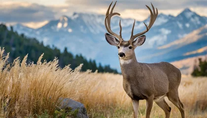 Poster mule deer buck © Alexander