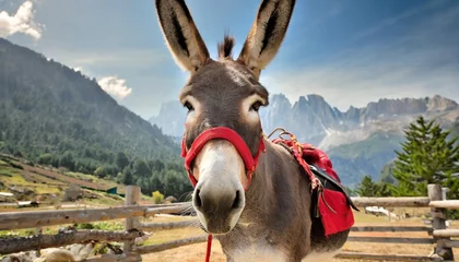 Tuinposter donkey with red harness © Alexander