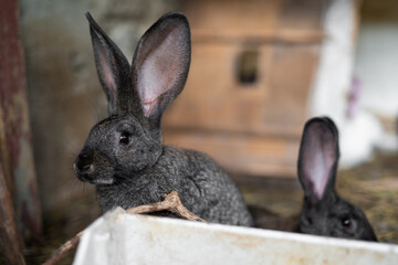 a beautiful grey domestic rabbit is grazing and walking in the enclosure outdoors