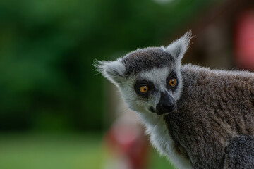 Lemur in the wild
