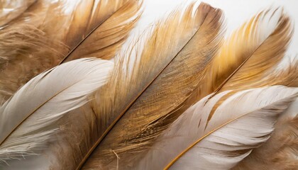 beautiful abstract white and brown feathers on white background and soft yellow feather texture on white pattern and yellow background feather background gold feathers banners brown texture