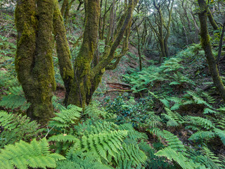 Wald im Anaga Gebirge, Teneriffa, Kanarische Inseln, Spanien