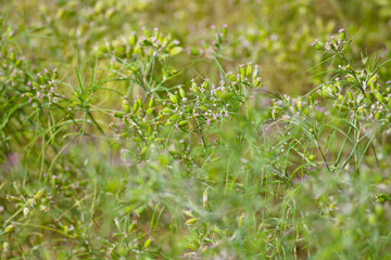 cumin seed plants on man hands isolated white background,cumin plants and cumin seed on man hands beautiful view,agriculture of cumin seed,isolated cumin seed