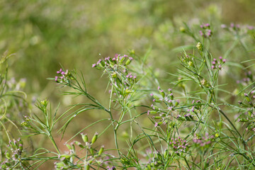 cumin seed plants on man hands isolated white background,cumin plants and cumin seed on man hands beautiful view,agriculture of cumin seed,isolated cumin seed