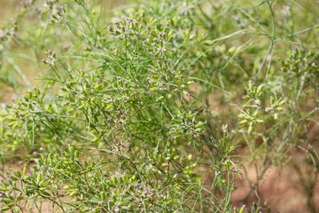 cumin seed plants on man hands isolated white background,cumin plants and cumin seed on man hands beautiful view,agriculture of cumin seed,isolated cumin seed