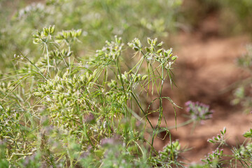 cumin seed plants on man hands isolated white background,cumin plants and cumin seed on man hands beautiful view,agriculture of cumin seed,isolated cumin seed