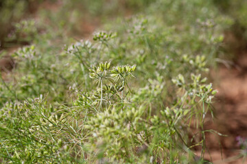 cumin seed plants on man hands isolated white background,cumin plants and cumin seed on man hands beautiful view,agriculture of cumin seed,isolated cumin seed