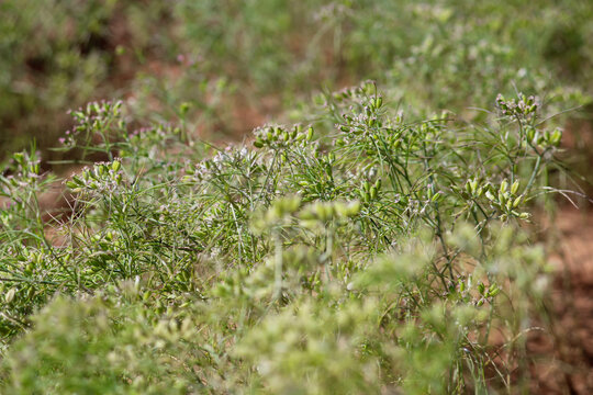 cumin seed plants on man hands isolated white background,cumin plants and cumin seed on man hands beautiful view,agriculture of cumin seed,isolated cumin seed