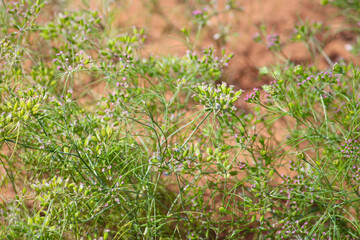 cumin (zira) on a farm in Gujarat India,Cumin cultivation and plants,most popular cumin seeds plant in indian farm or garden,agriculture of cumin seed,isolated cumin seed