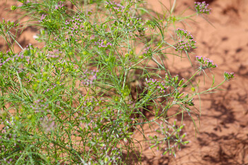 cumin (zira) on a farm in Gujarat India,Cumin cultivation and plants,most popular cumin seeds plant in indian farm or garden,agriculture of cumin seed,isolated cumin seed