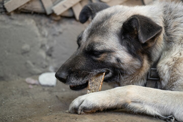 A lonely and sad guard dog on a chain near a dog house outdoors.