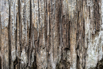 close up texture of wooden board for background design