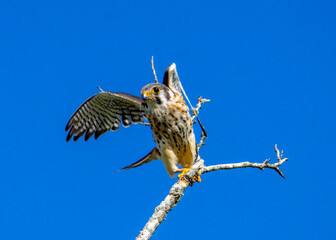 American Kestrel taking to flight