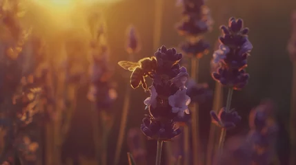 Fotobehang Honey bee pollinates lavender flowers, sunny lavender. Lavender flowers in field. Soft focus © mirifadapt