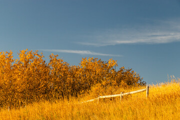 Fototapeta premium Fall colours on the edge of town. Calgary, Alberta, Canada