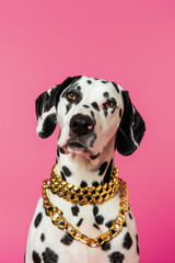 Stylish Dalmatian Dog with Gold Chain Collar on Pink Background