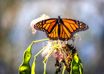Monarch in the back yard. Pearland, Texas
