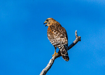 Red-shouldered Hawk perched above Clear Creek in Pearland, Texas