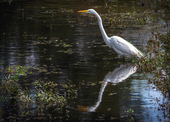 Great Egret looking for breakfast in Clear Creek, Pearland, Texas