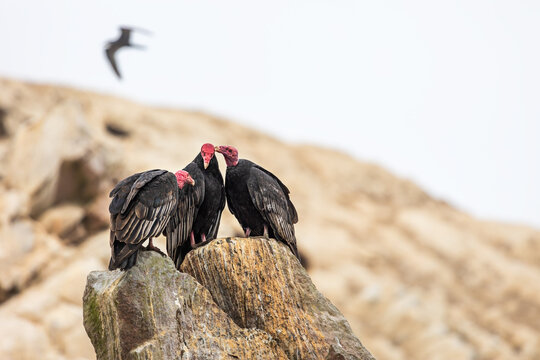 Turkey vultures sit on the rocks of the Balestas . Paracas Islands, Peru
