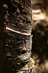 Rubber tree, Ecoparque de Una, Bahia, Brazil, South America.
