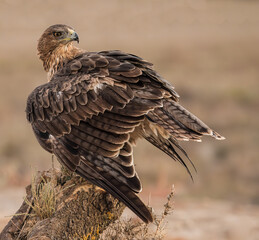 Mantling Bonelli's Eagle