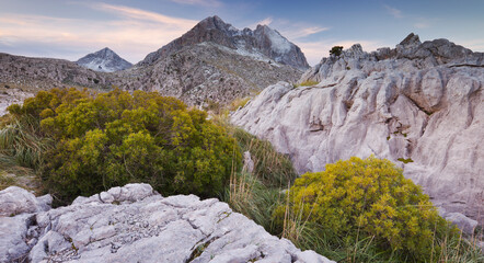 Spanien, Mallorca, Serra de Tramuntana, Puig Major, Puid de ses Vinyes, Coll de Cals Reis, Felsen, Sträucher
