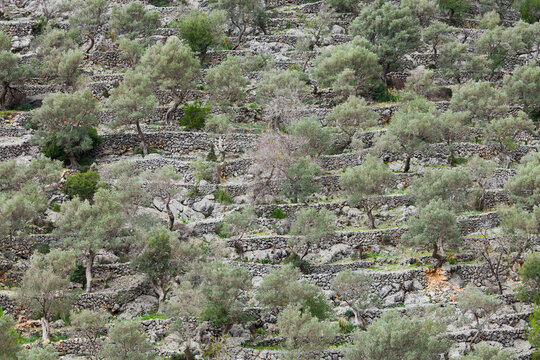 Spanien, Mallorca, Serra de Tramuntana, Caimari, Olivenhain, Terrassen