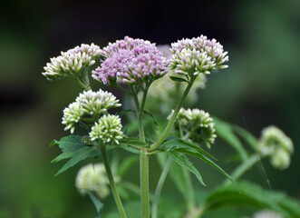 It blooms in nature hemp agrimony (Eupatorium cannabinum)