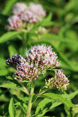 It blooms in nature hemp agrimony (Eupatorium cannabinum)