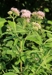 It blooms in nature hemp agrimony (Eupatorium cannabinum)