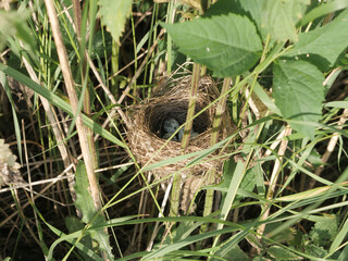 Nest of field bird with spotted eggs in tall dense grass