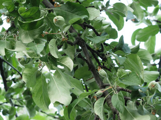 Unripe apples on branches tree in garden. Disease Apple trees. Apples and leaves covered with spots. Insects aphids damaged apple tree