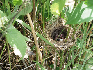 Obraz premium Nest of field bird with newborn chicks in tall dense grass