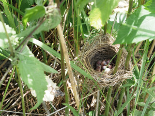Nest of field bird with newborn chicks in tall dense grass