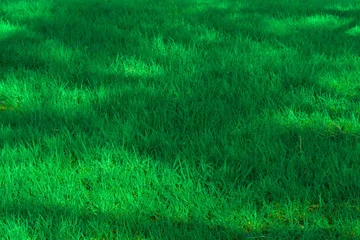 Gordijnen Green fresh grass texture background with trees shadow effect and sunlight. Natural green lawn drop of spring park © Amona HD