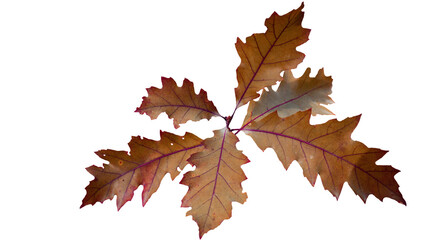Oak leaves on the branch isolated PNG photo. Autumnal colorful background.