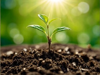 Young plant in soil on sunshine. Young green plant. green seedling growing in soil, closeup, on blurred background, spring concept