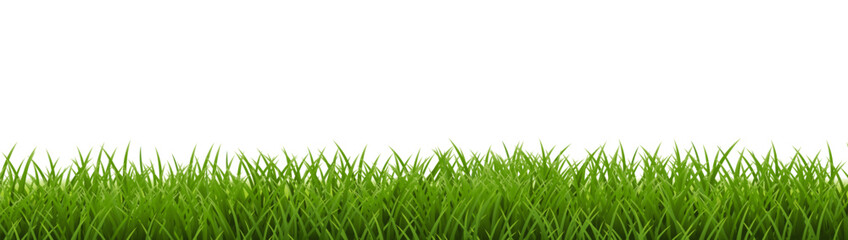 Fototapeta premium green grass isolated on white