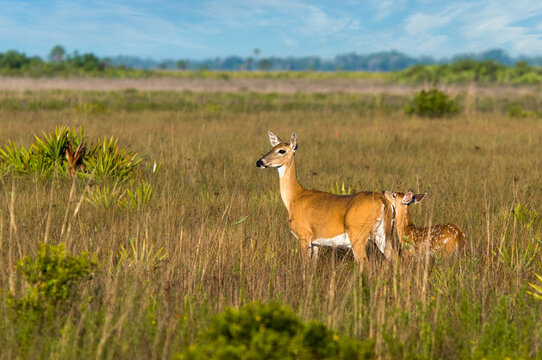 A white-tailed doe and her spotted fawn stand in a grassy palmetto field. The fawn has its head resting on the mother's rump. The landscape is bathed in a golden glow with a blue sky in the distance. 
