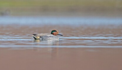 Eurasian Teal (Anas crecca) is a duck that lives in wetlands. It is seen in suitable habitats in...