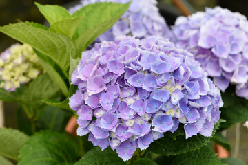 Flor azul de hortensia en su planta, detalle.