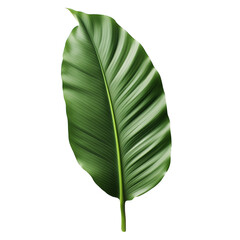 Fototapeta premium tropical banana palm leaf, cut out