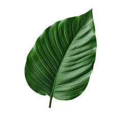 tropical banana palm leaf, cut out