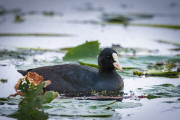Eurasian coot (Fulica atra) swims between green lotus leaves towards the camera lens. Close-up...