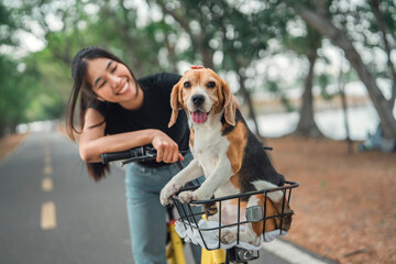 Happy woman owner riding a bike with her pet beagle dog in bicycle basket at public park