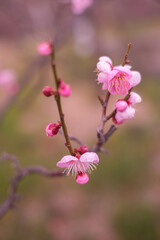 Fototapeta na wymiar 兵庫県神戸市の岡本梅林公園の梅の花。