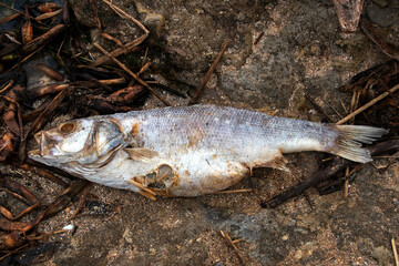 Dead fish on the shore of the river. The concept of environmental pollution.