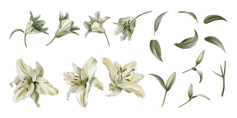 Watercolor set of white lilies. Flowers, buds, leaves, stems. Decoration for wedding, Communion, christening, decoration of religious printed products. - obrazy, fototapety, plakaty